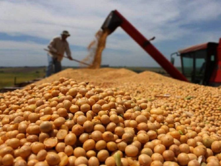 Senadores aprueban seguro agrícola con tributo a la soja