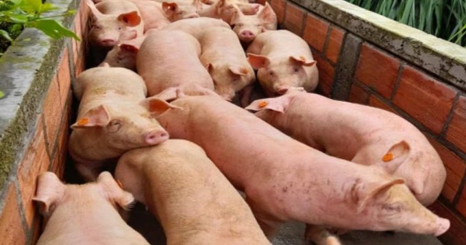 Sector porcino retomó envíos al mercado ruso luego de tres años