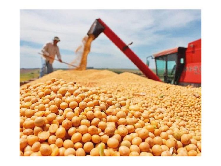 Exportación de soja creció 23,5% al cierre de noviembre