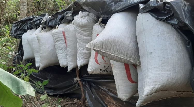 Golpe a la mafia: Paraguay y Brasil destruyen 109 narcocampamentos