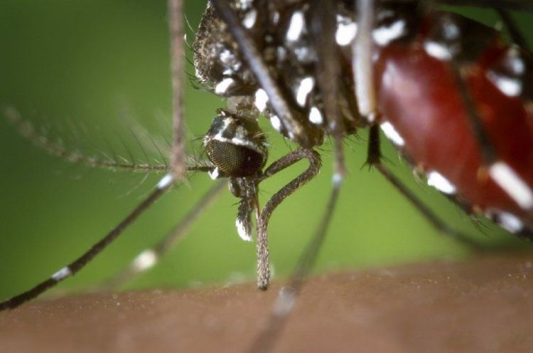 Muertes por dengue llegan a 64 e instan a no bajar la guardia