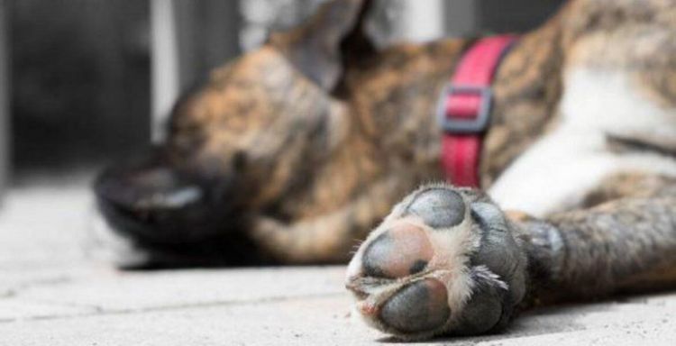 Primer condenado por matar a machetazos a un perro