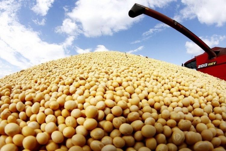 El precio de la soja repunta 3% en la Bolsa de Chicago