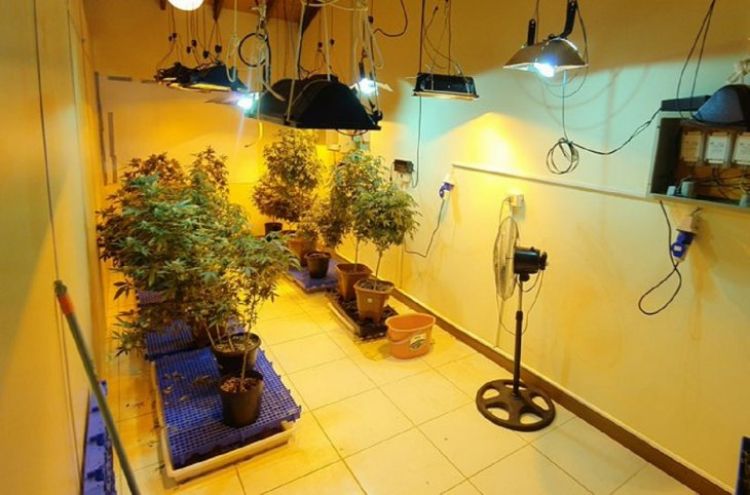Marihuana vip: Detenidos pasaron a cárceles de Emboscada