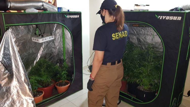 Operacin "Monkey glue": desbaratan laboratorio de marihuana VIP