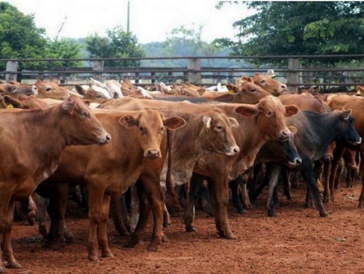 Ganaderos logran créditos blandos para superar sequía