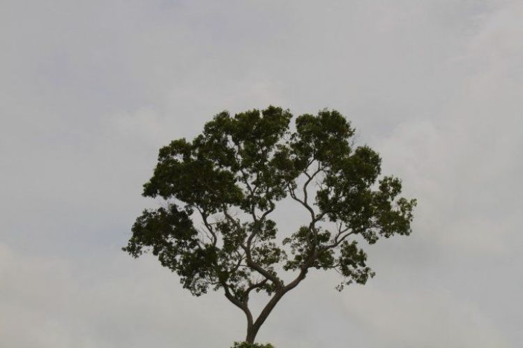 Miércoles con ambiente caluroso y lluvias en gran parte del país
