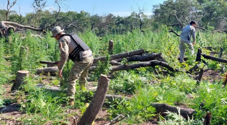 Destruyen 16 toneladas de marihuana en Amambay
