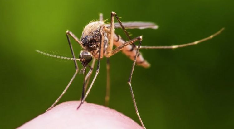 Alerta por aumento de notificaciones de dengue