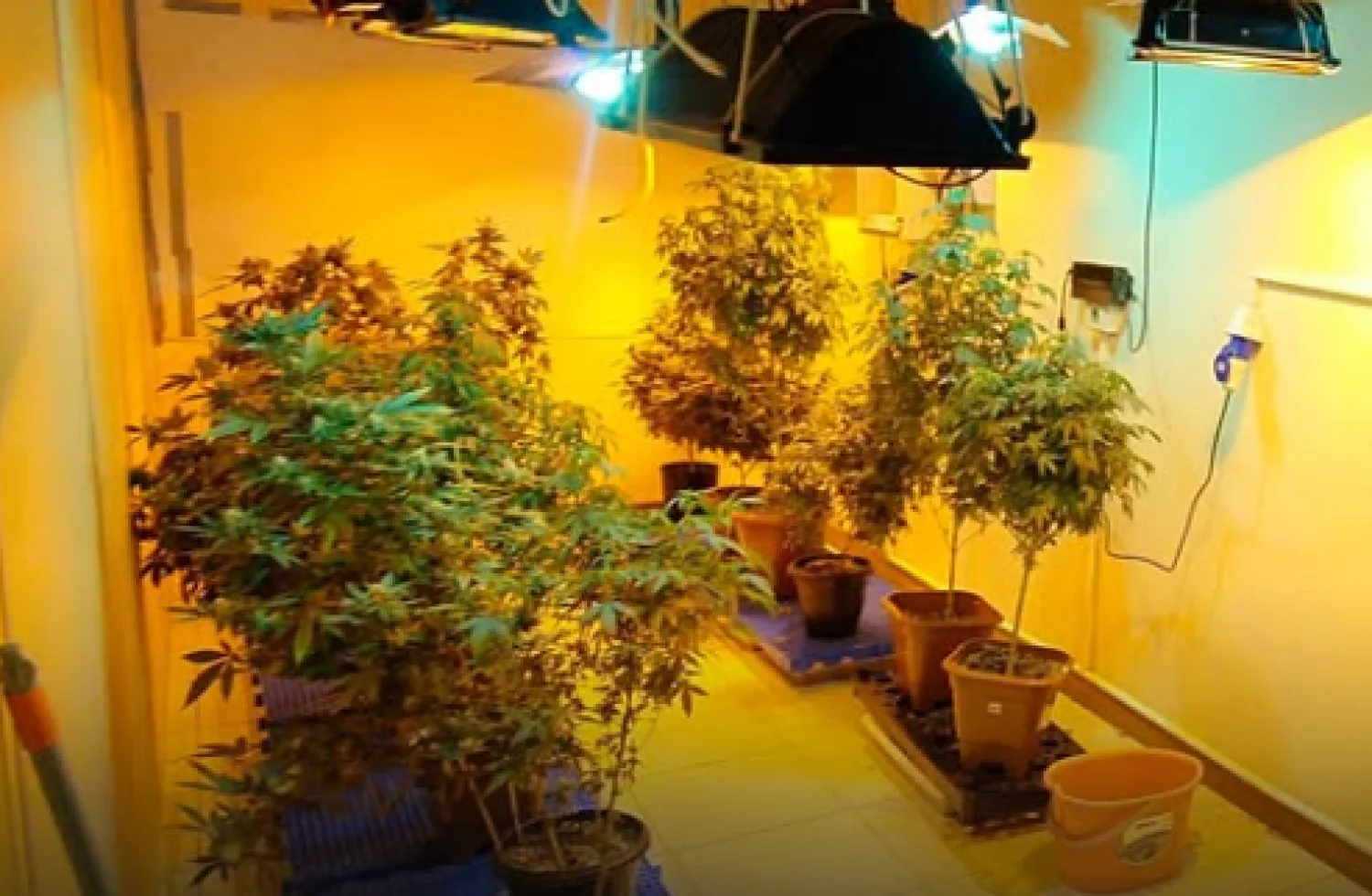 Golpe al narcotráfico en Amambay: Cae financista brasileño y desmantelan tres laboratorios de marihuana "VIP"