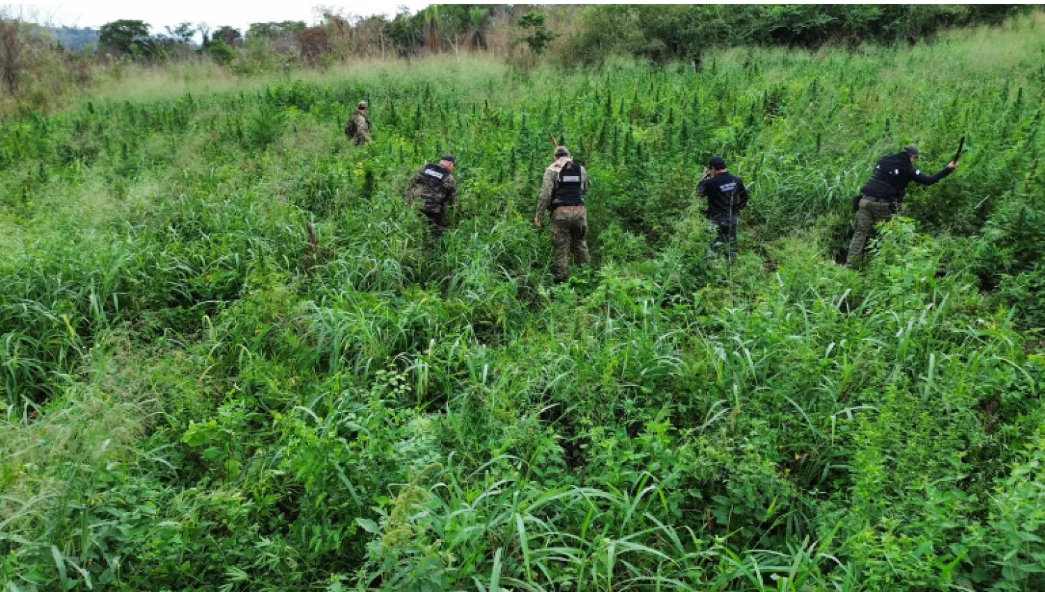 Destruyen 6 hectáreas de marihuana en Cerro Corá