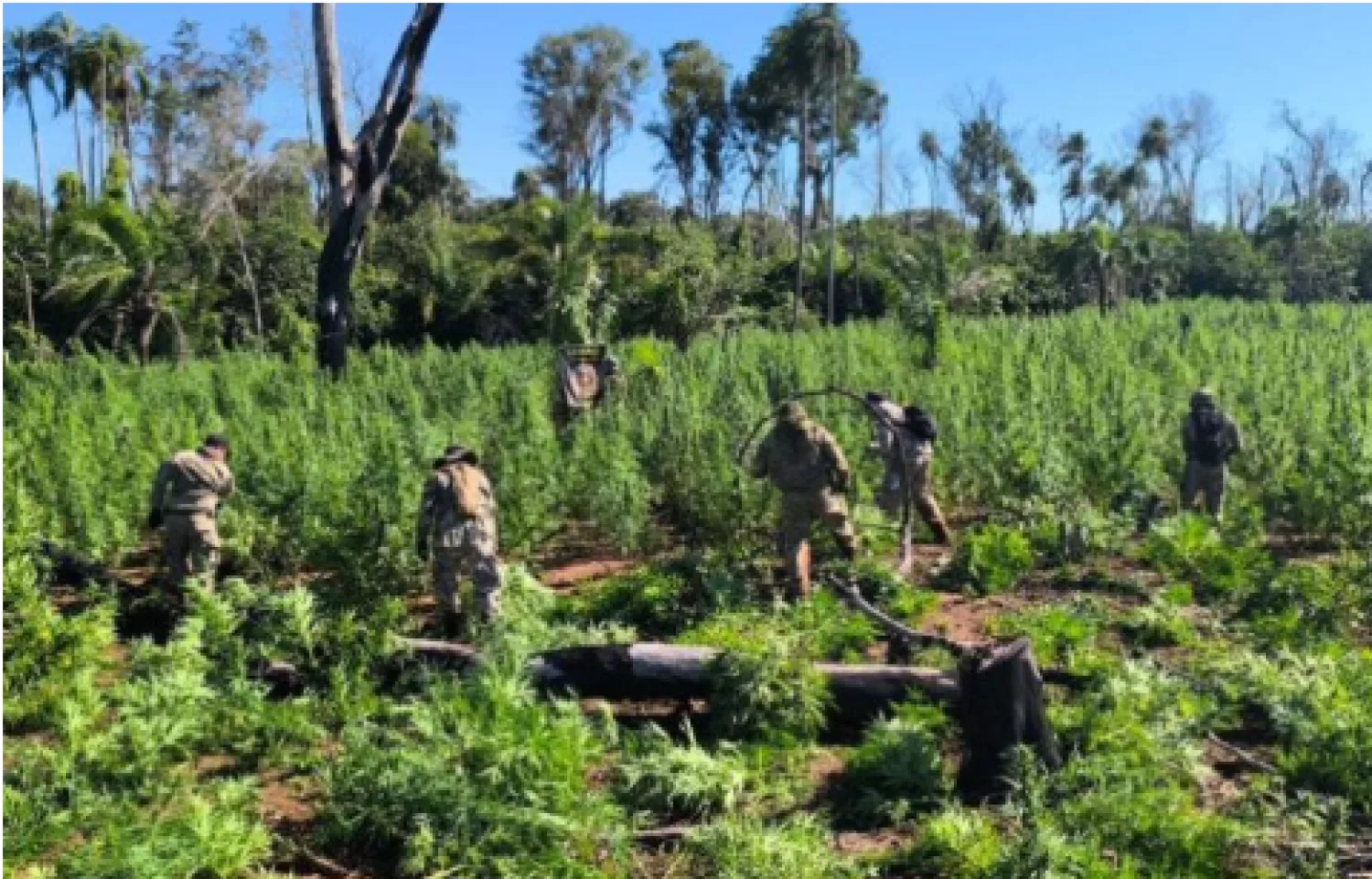 Golpe al narcotráfico en Amambay: Senad elimina 18 toneladas de marihuana en Bella Vista Norte