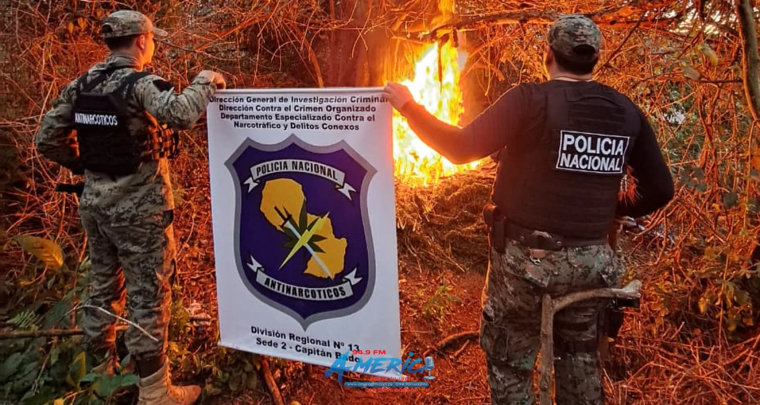 Destruyen más de dos toneladas de marihuana en Capitán Bado
