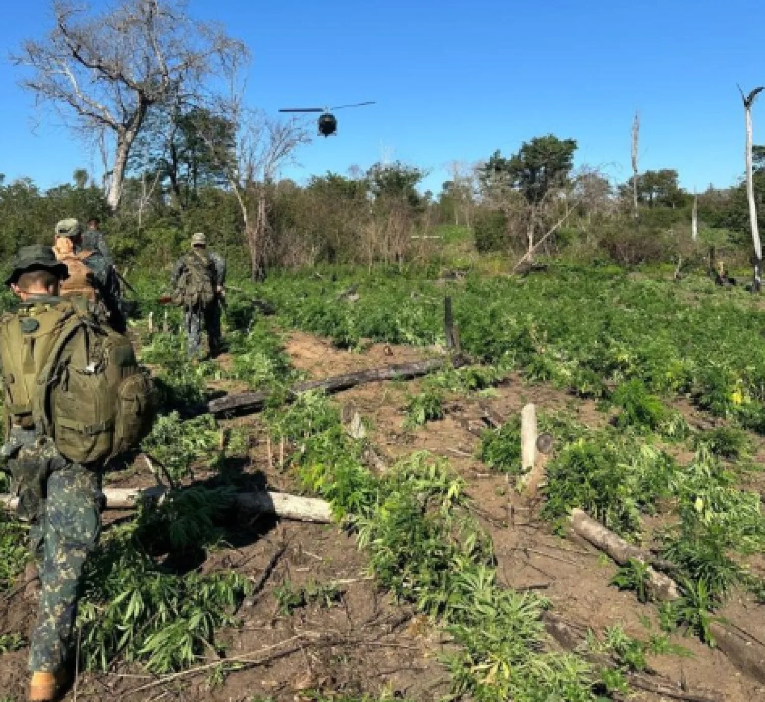 Golpe al narcotráfico: Destruyen 32 hectáreas de marihuana en la Reserva Paso Bravo