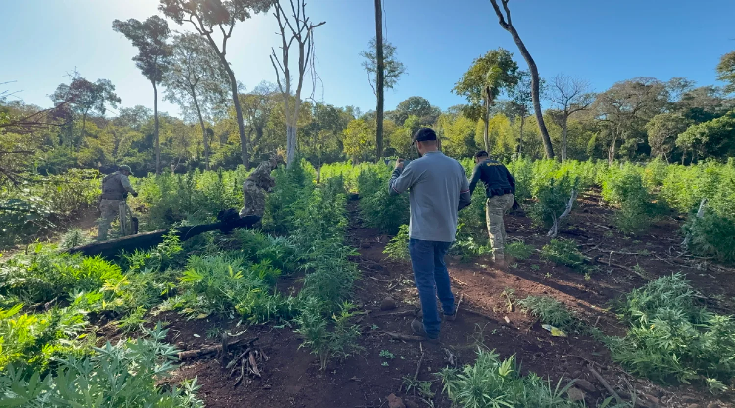 Destruyen seis hectáreas de marihuana y campamentos precarios en Bella Vista Norte