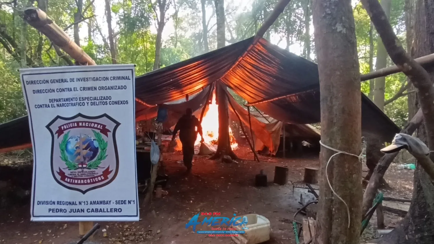Operativo en Yvype: Desmantelan campamento y destruyen 6 hectáreas de marihuana lista para la cosecha