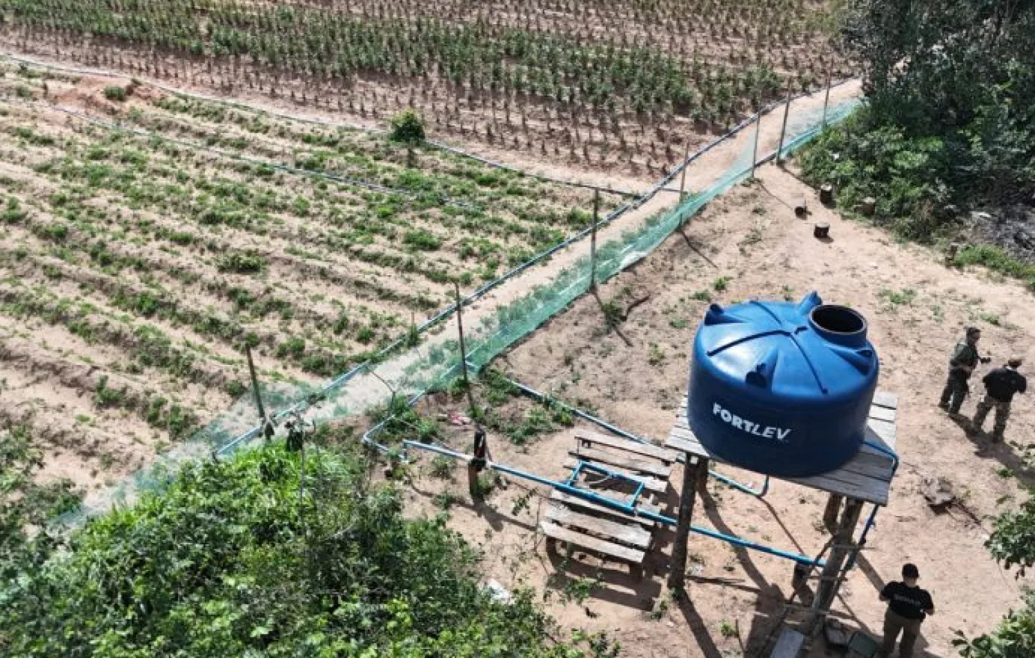 Operación Nueva Alianza 56: Desmantelan laboratorio e infraestructura de producción mecanizada de marihuana en Capitán Bado