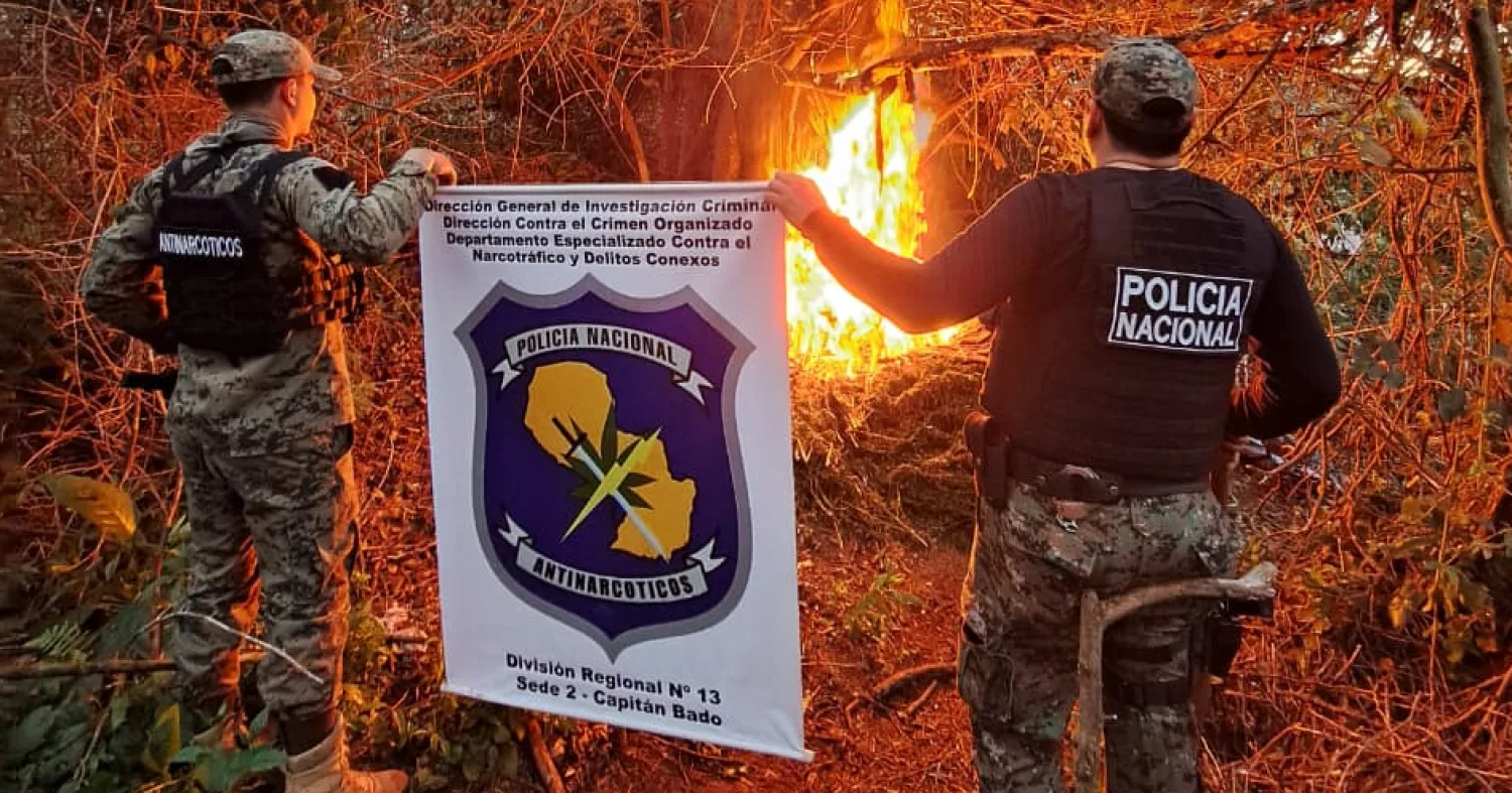 Antinarcóticos arrasan con cuatro hectáreas de marihuana y un campamento en Capitán Bado