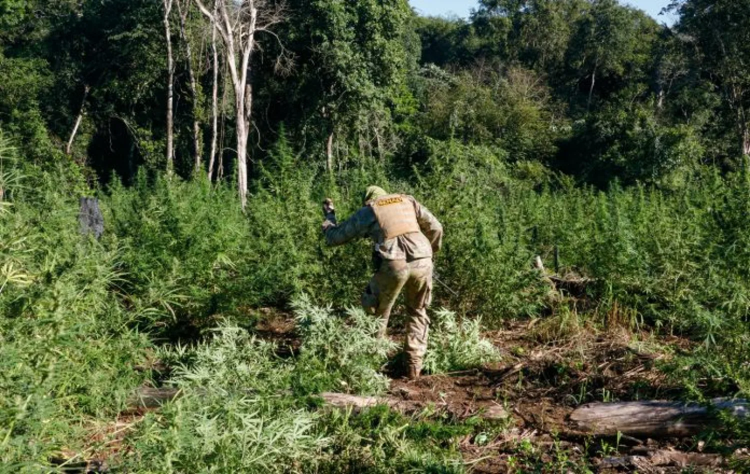 Contundente operativo Antinarcóticos: Destruyen 4 toneladas de marihuana en Zanja Pytã