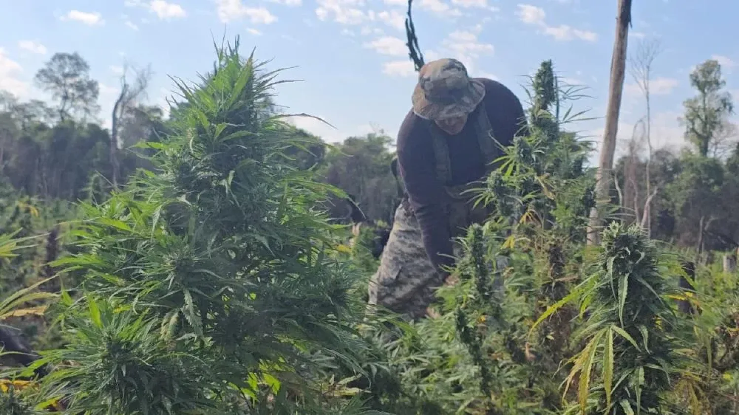 Paraguay y Brasil destruyeron 222 hectáreas de marihuana en reservas naturales