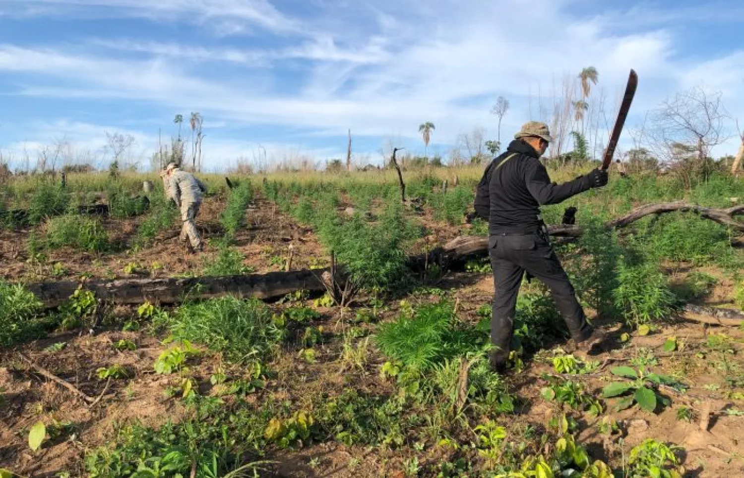 Destruyen 15 hectáreas de marihuana en un establecimiento rural de Cerro Corá