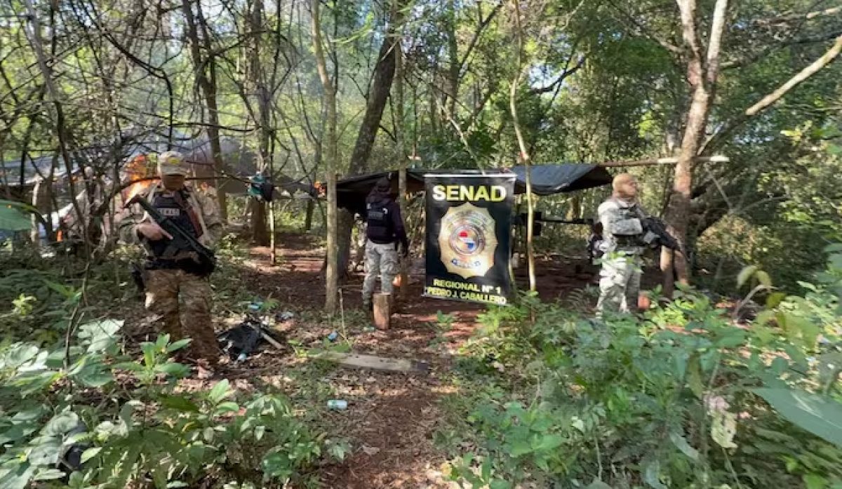 Senad destruye 9 hectáreas de marihuana y campamentos en Cerro Corá