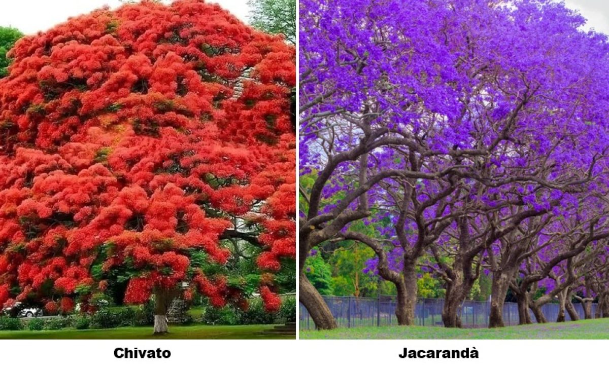 Jacarandá y Chivato: El esplendor floral que viste de color las ciudades en primavera