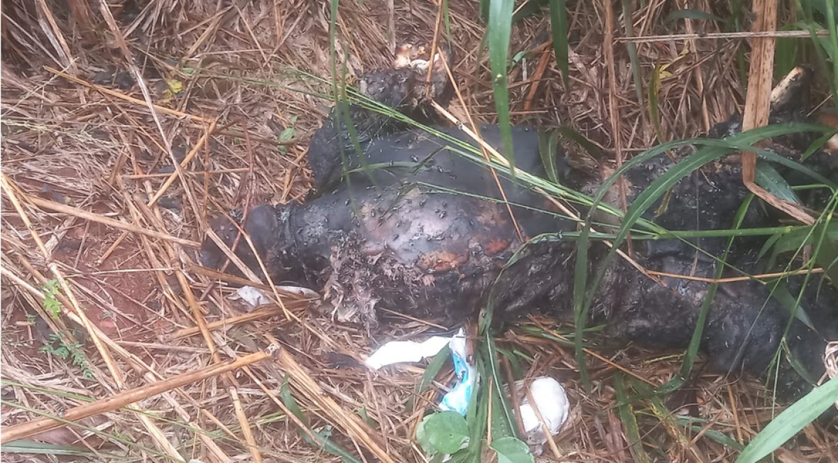 Macabro hallazgo de un cuerpo calcinado en la fracción Cerro Corá