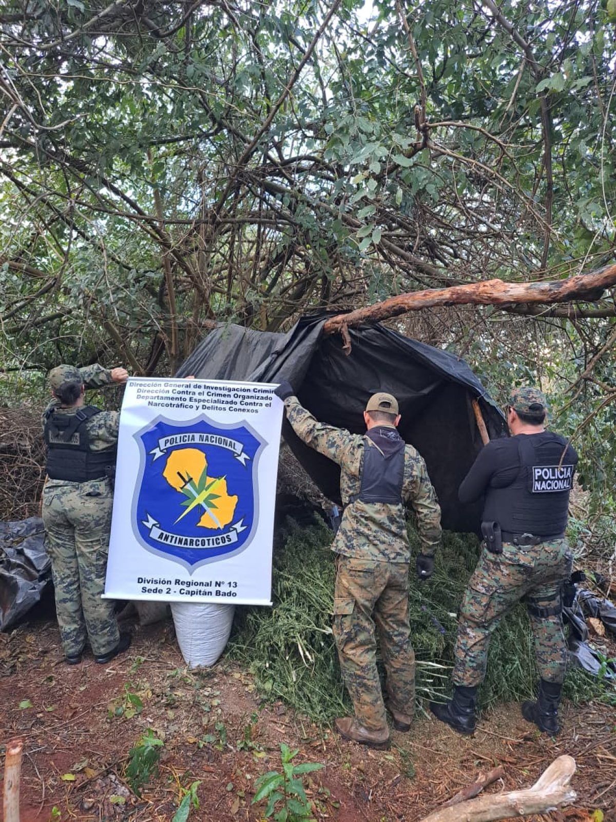 Destruyen cultivos y más de tres toneladas de marihuana en Capitán Bado: Golpe al narcotráfico supera los USD 100.000